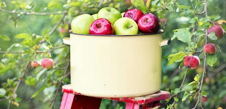 Γιατί το “ένα μήλο την ημέρα τον γιατρό τον κάνει πέρα”