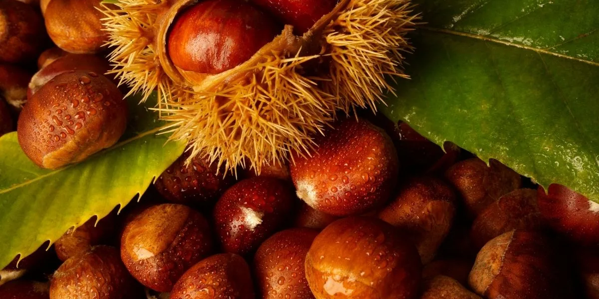 κάστανο /cover foto