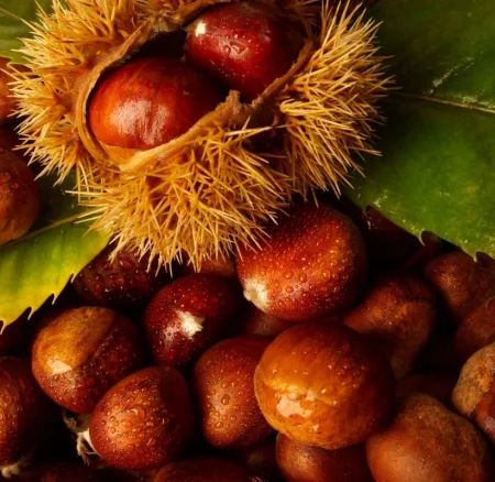 Κάστανο, 10+5 αλήθειες νοστιμιάς & υγείας