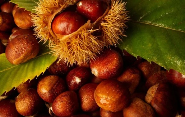 κάστανο /cover foto