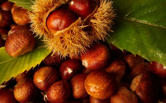 κάστανο /cover foto