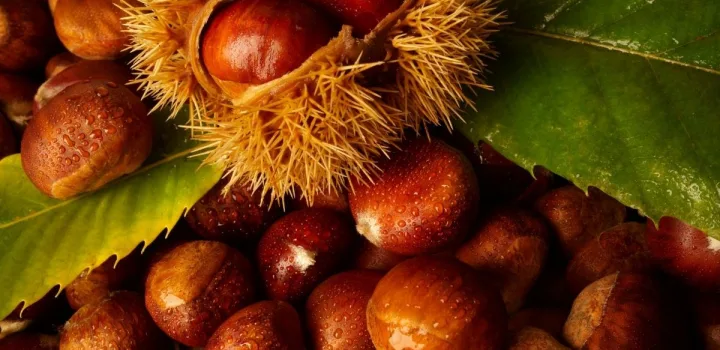 Κάστανο, 10+5 αλήθειες νοστιμιάς & υγείας