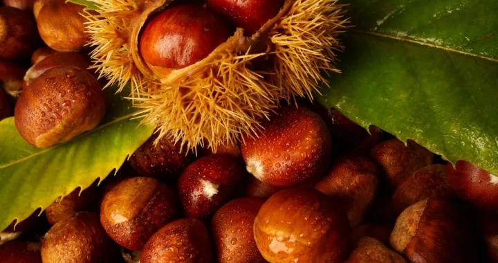 κάστανο /cover foto