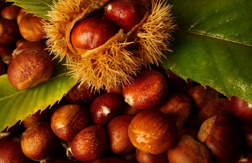 Κάστανο, 10+5 αλήθειες νοστιμιάς & υγείας