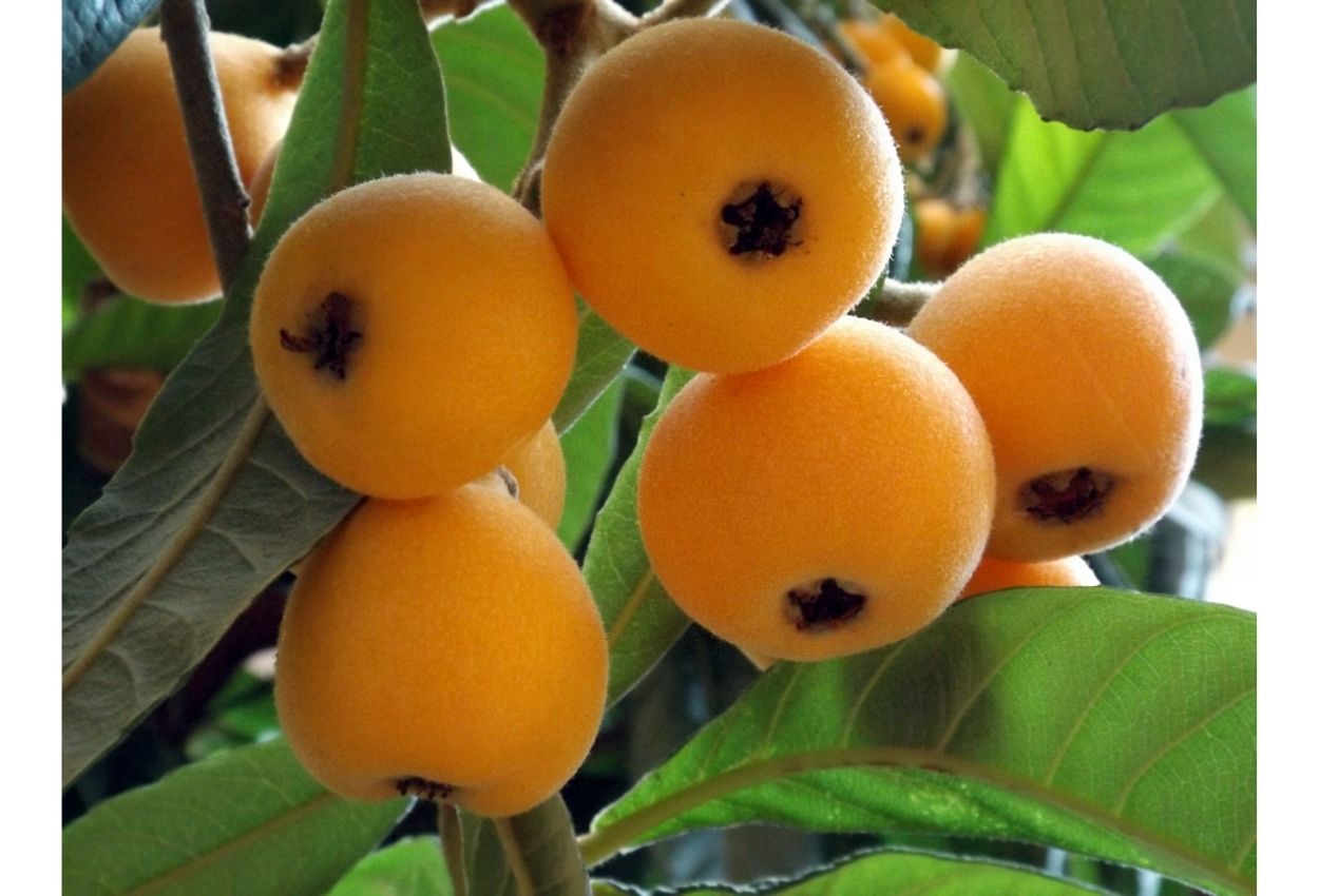 дерево с оранжевыми плодами фото и название