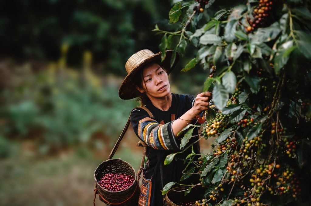 Woman farmer harvest arabica cherry coffee in coffee plantation. Ban Pang Khon the northern of Chiang Rai, Thailand.