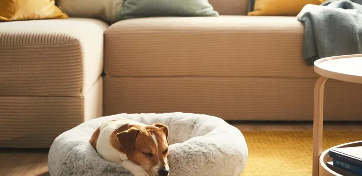 Η ζωή με… ζώα: Πώς να κάνεις το σπίτι σου pet friendly χωρίς να χάσει το στιλ του