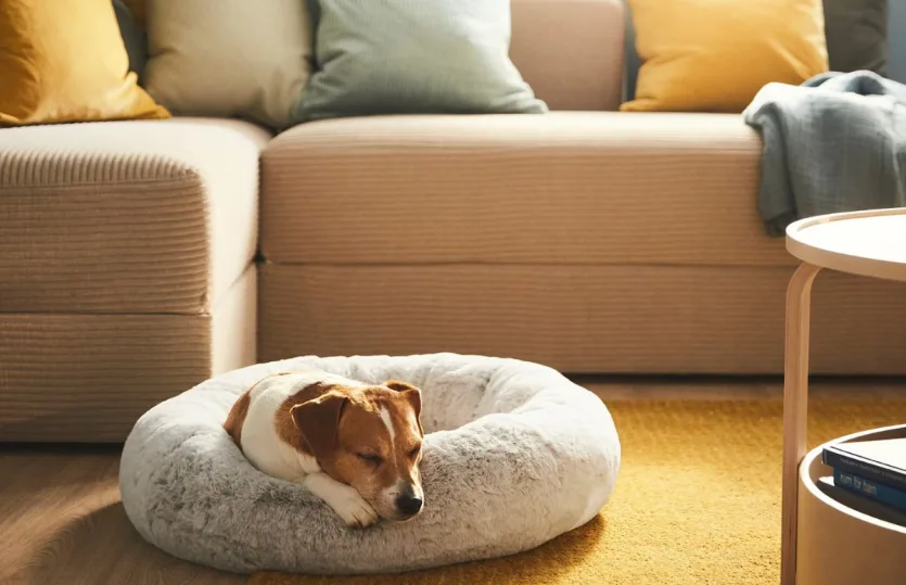 Η ζωή με… ζώα: Πώς να κάνεις το σπίτι σου pet friendly χωρίς να χάσει το στιλ του