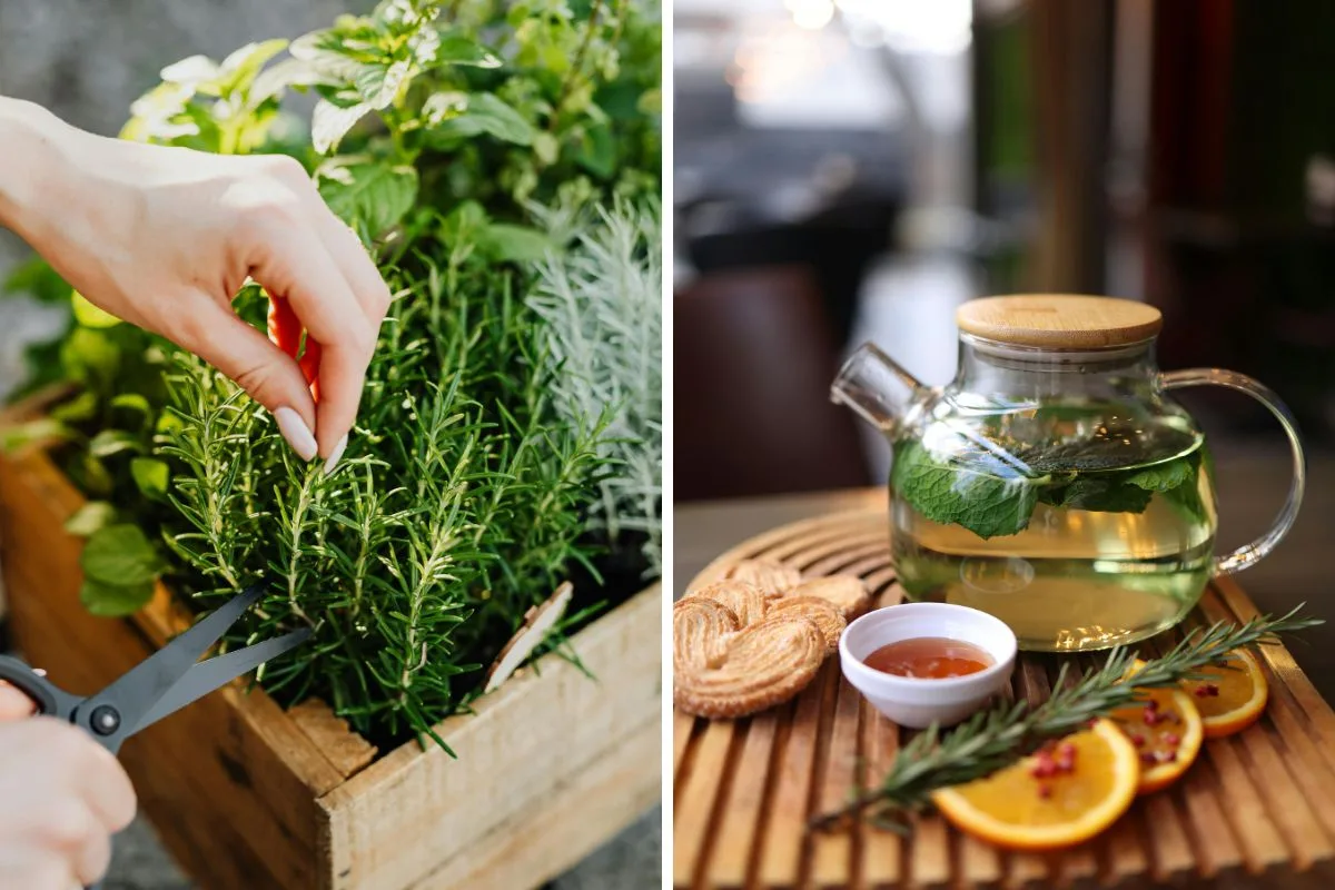 δενδρολίβανο 1