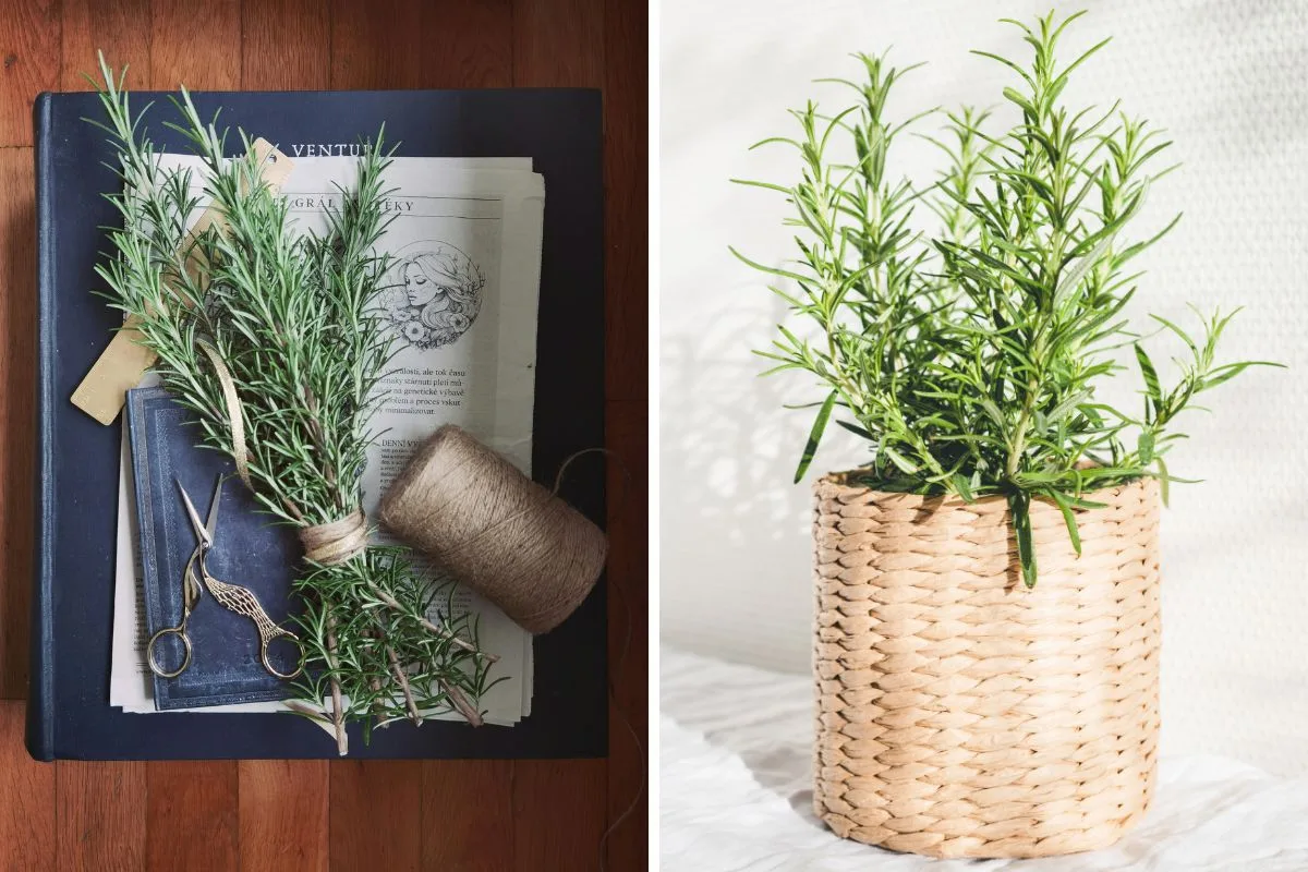 δενδρολίβανο 5