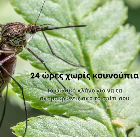 Κουνούπια στο σπίτι; Το φυσικό πλάνο 24 ωρών για να τα απομακρύνεις