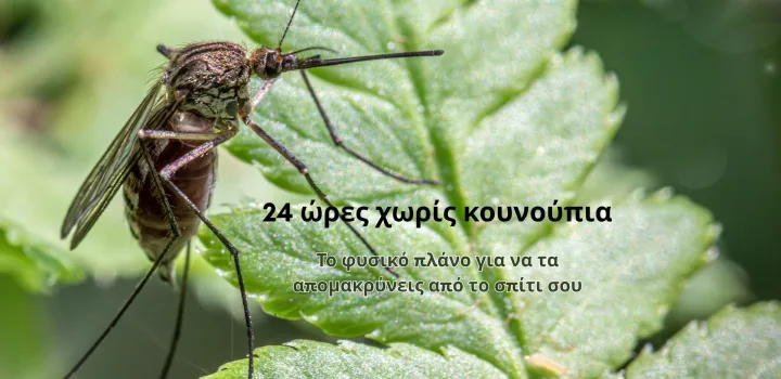 Κουνούπια στο σπίτι; Το φυσικό πλάνο 24 ωρών για να τα απομακρύνεις